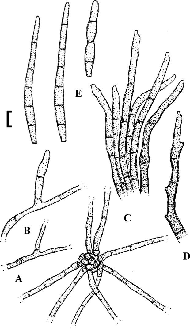 Fig. 28.