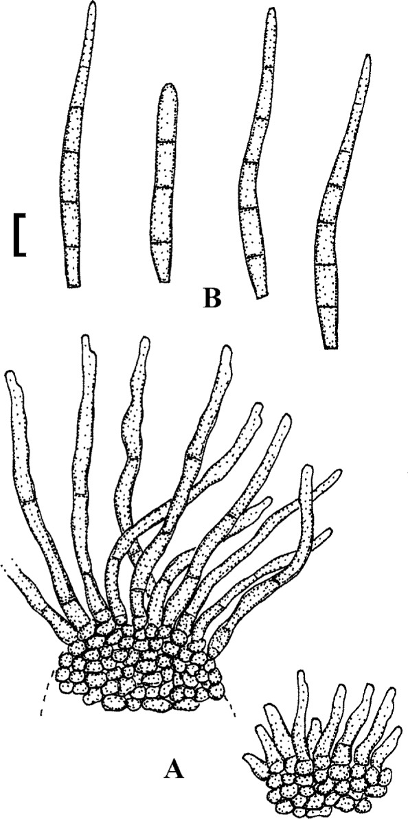 Fig. 29.