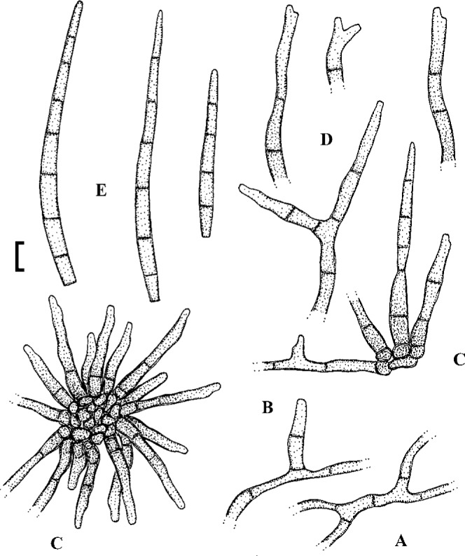 Fig. 39.