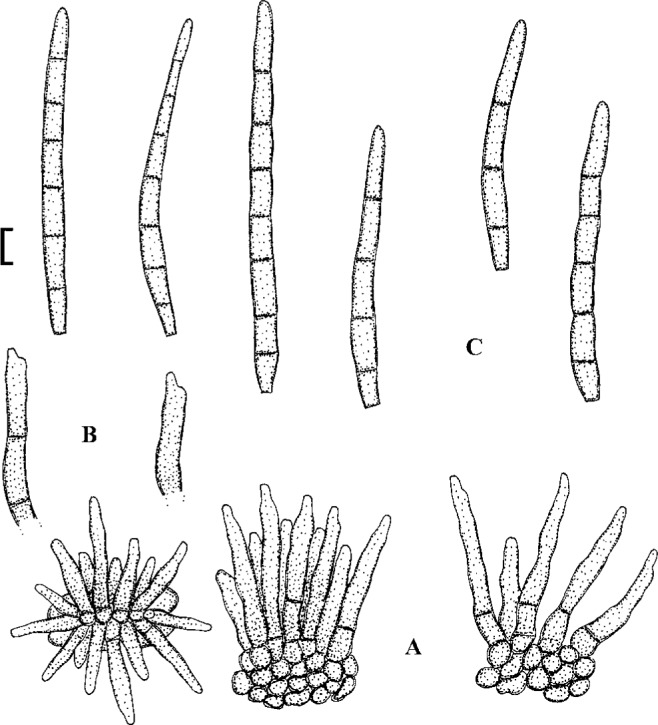 Fig. 38.