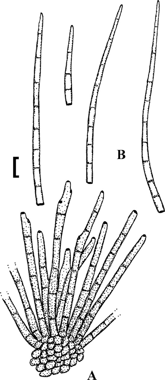 Fig. 17.