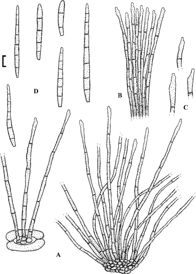 Fig. 49.