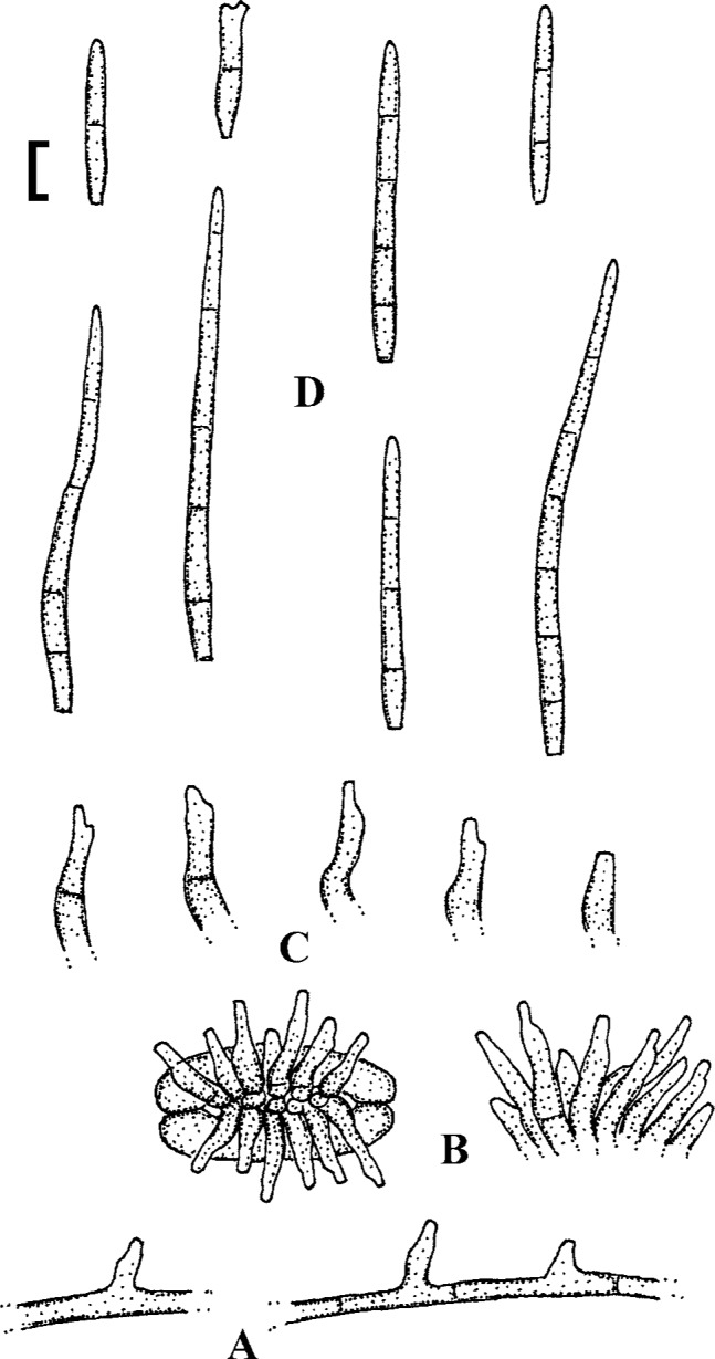 Fig. 36.