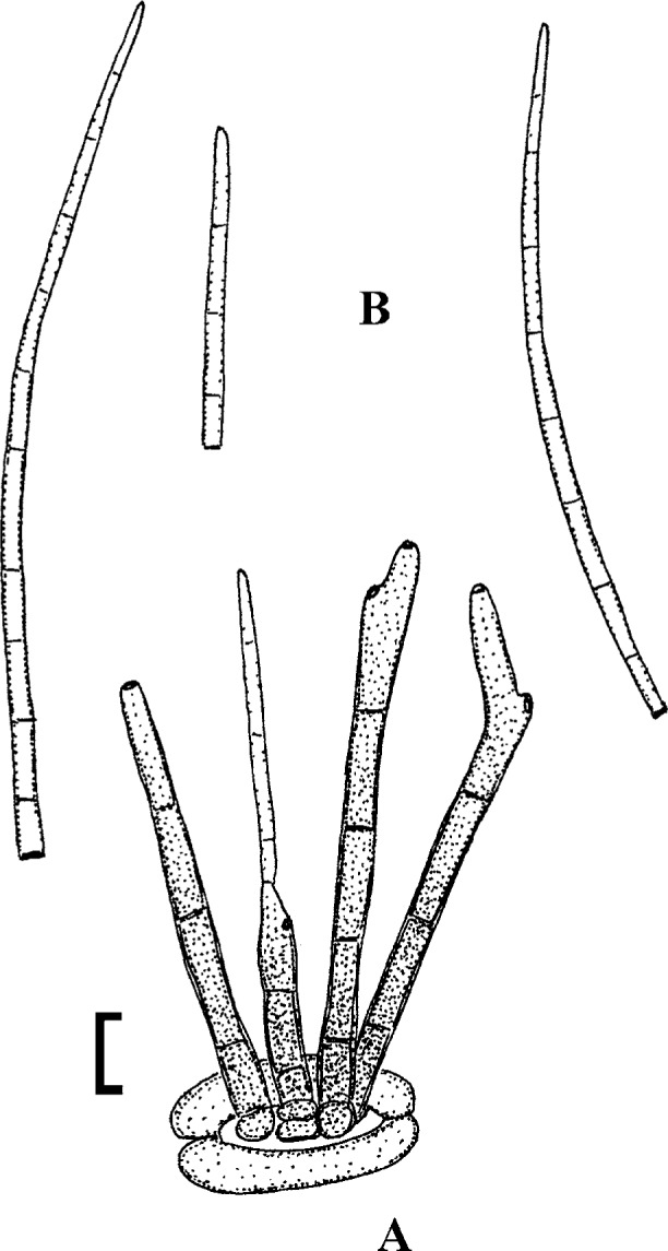 Fig. 12.