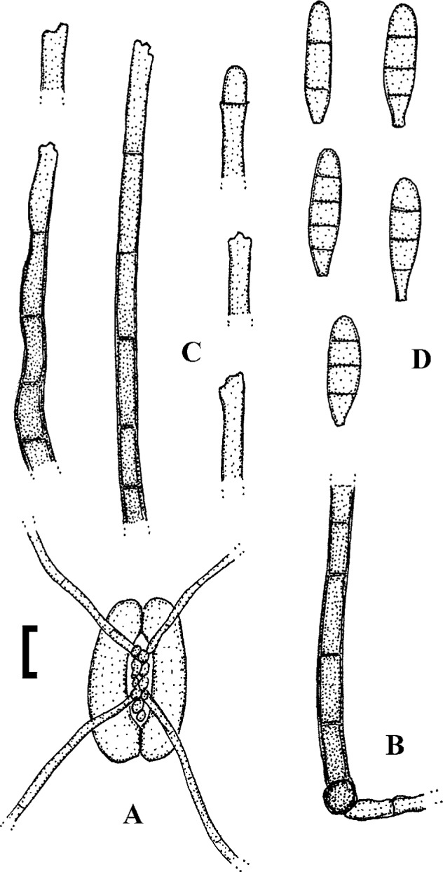 Fig. 37.