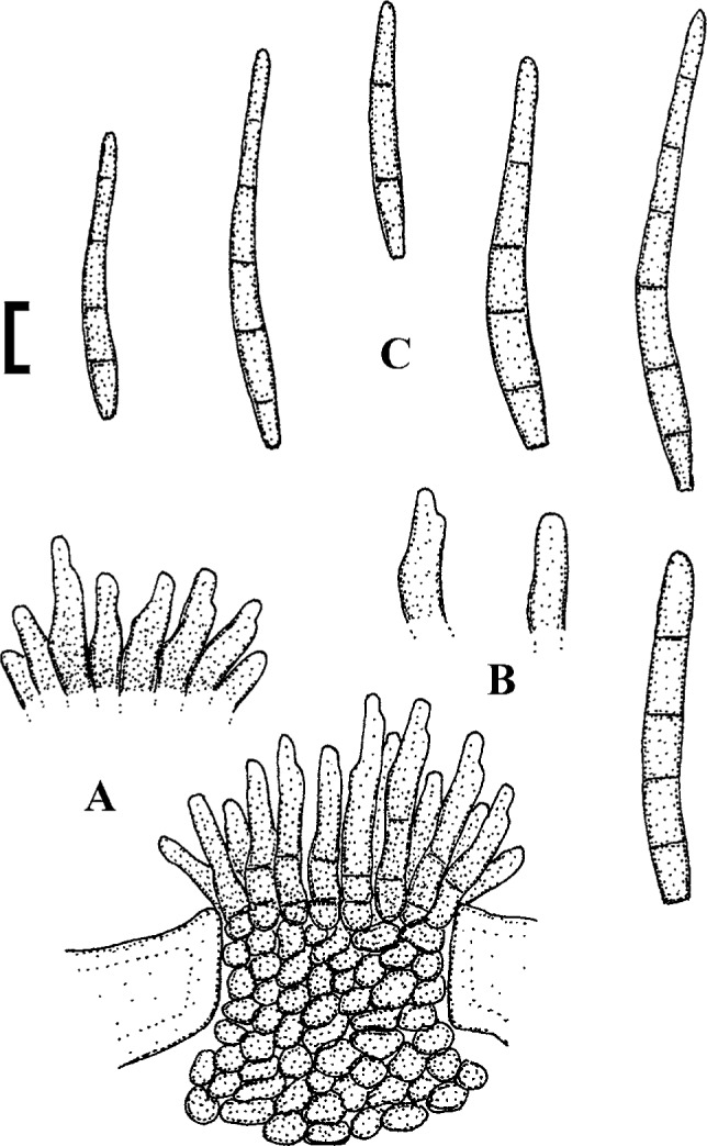 Fig. 65.