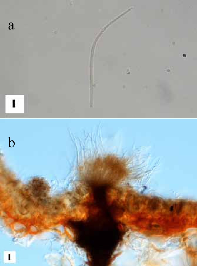 Fig. 66.