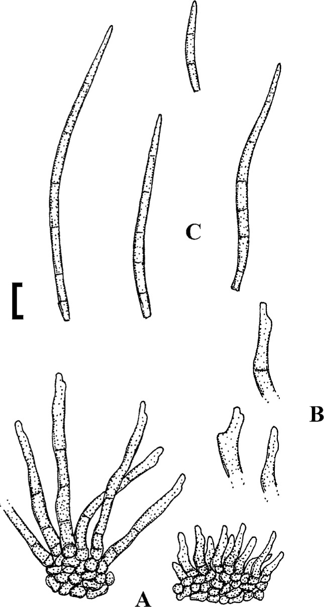 Fig. 35.