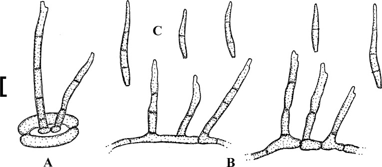 Fig. 40.