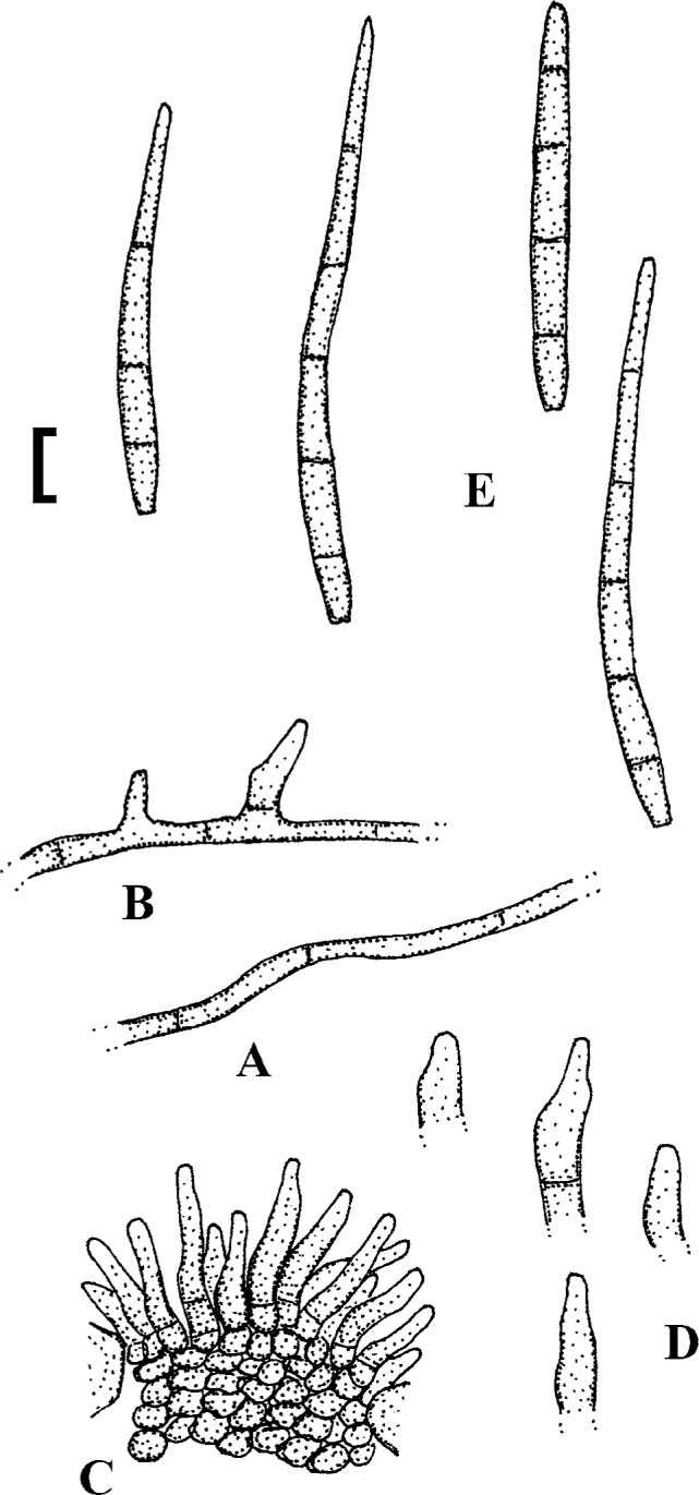 Fig. 50.