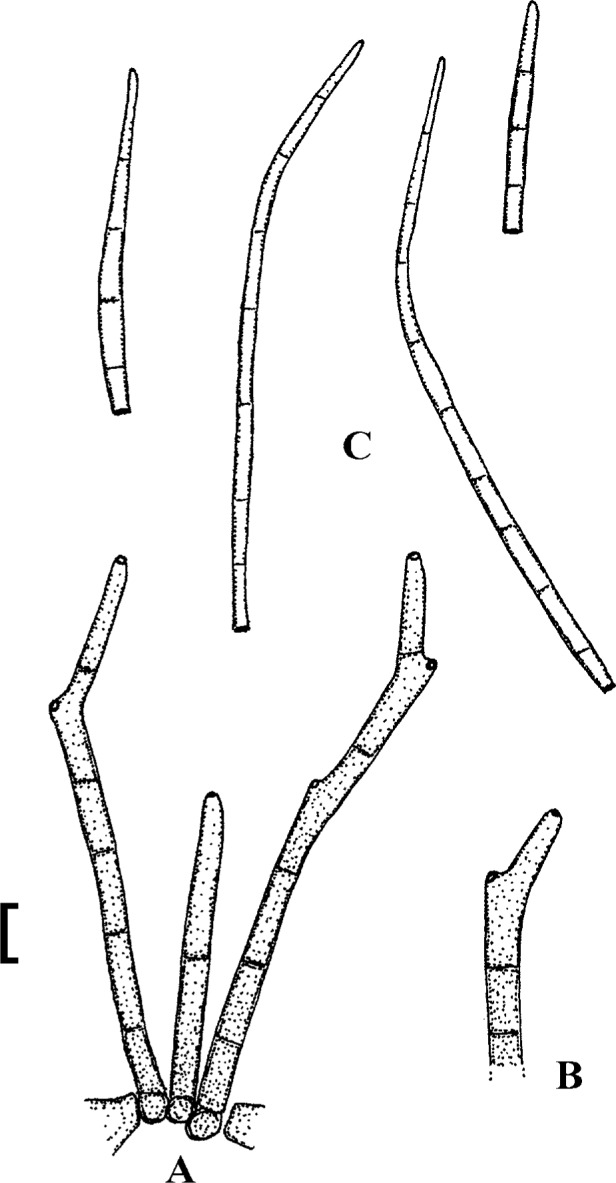 Fig. 13.