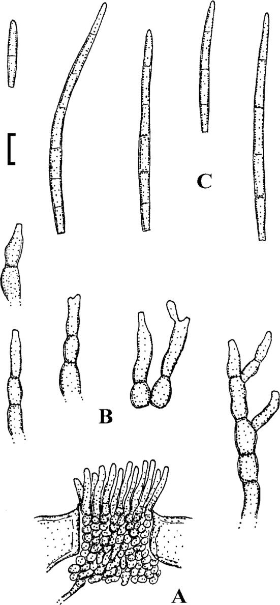 Fig. 62.