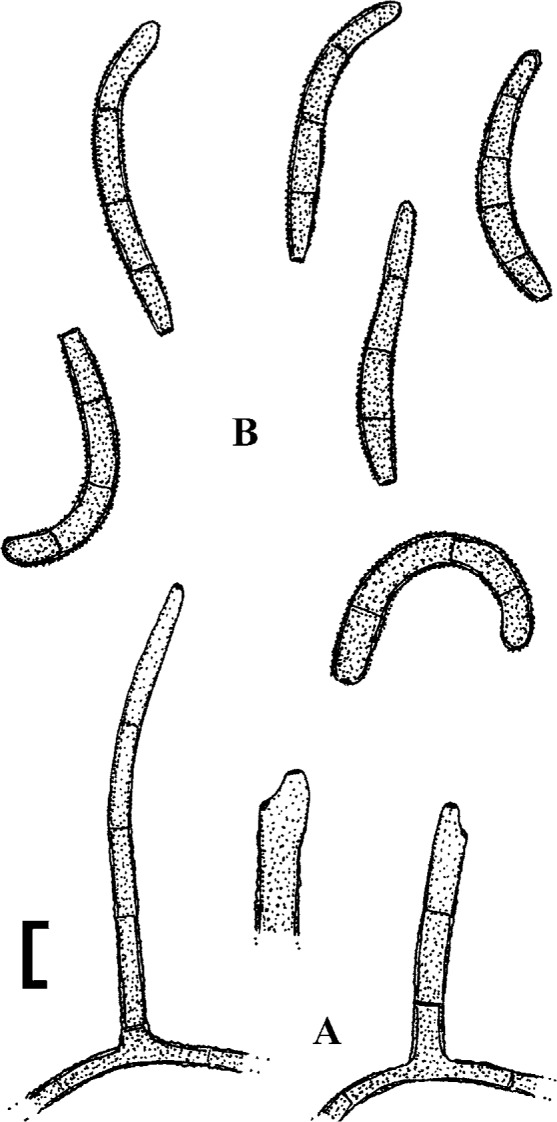 Fig. 56.