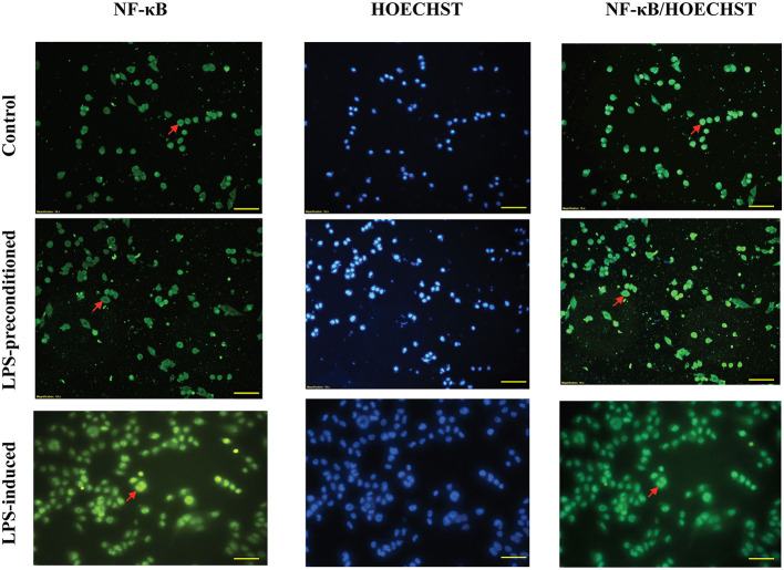 Figure 13