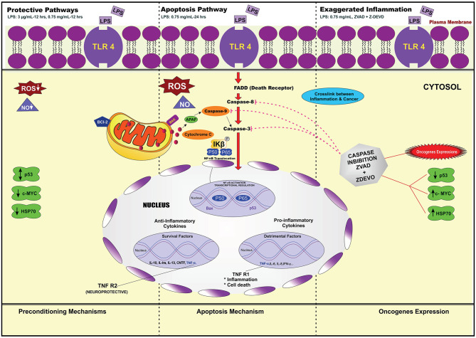 Figure 24