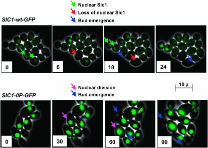 Figure 6.—