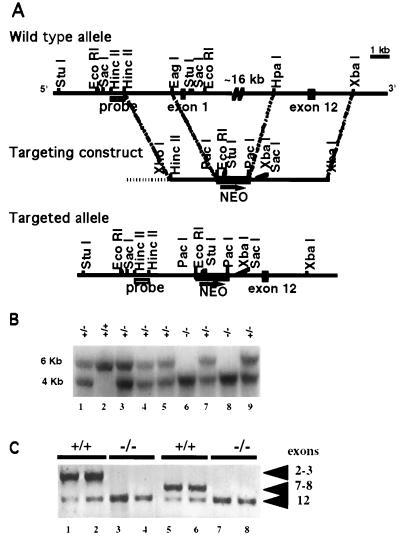 FIG. 1