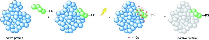 Fig. 24