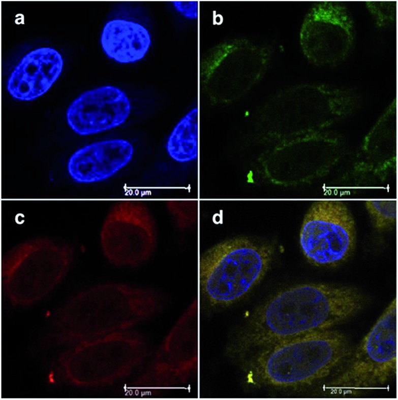 Fig. 19