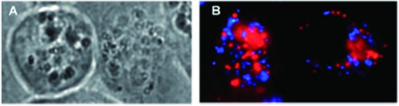 Fig. 10