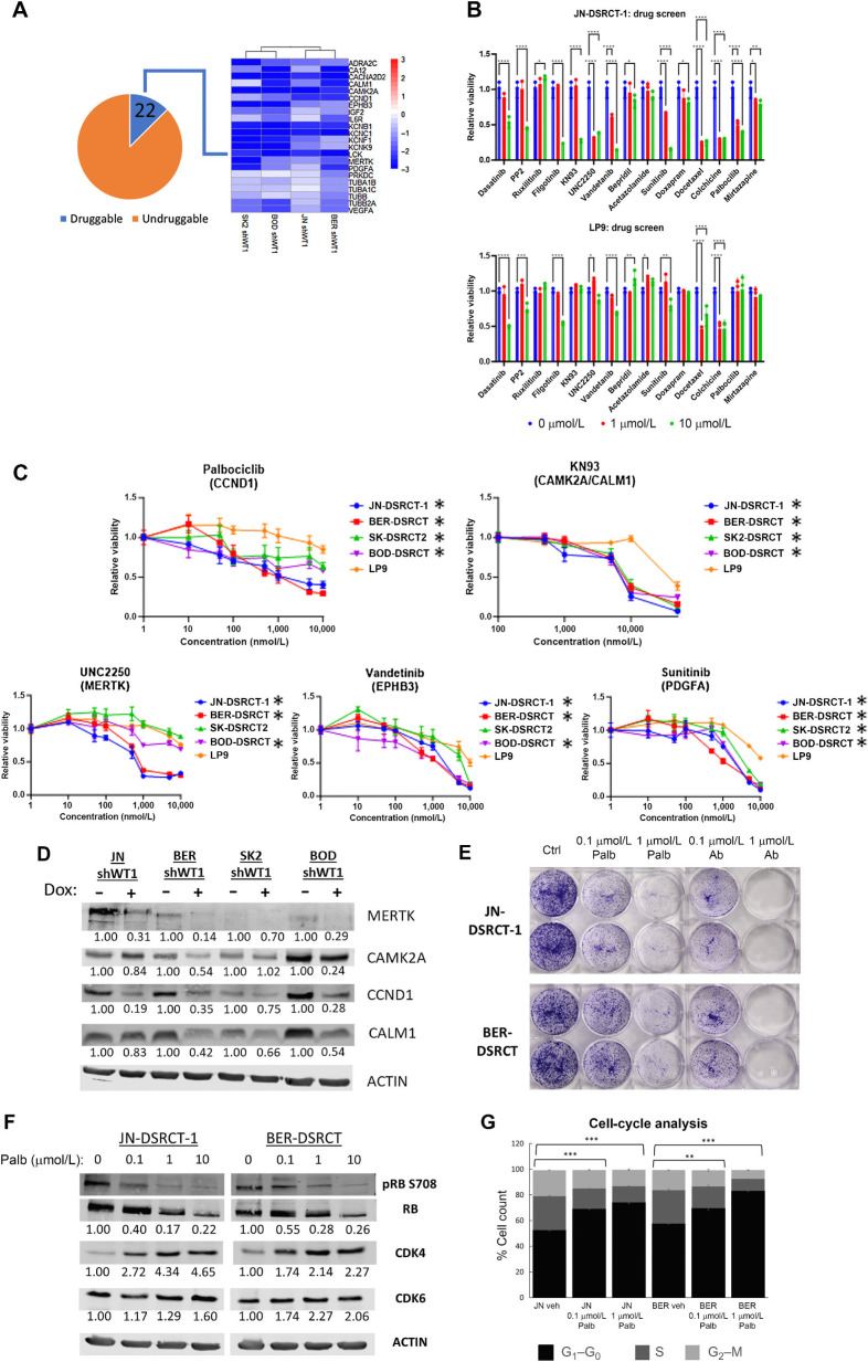 Figure 3. Drug screen identifies palbociclib as a DSRCT therapeutic. A, Heatmap of 22 EWSR-WT1 upregulated genes with available inhibitors. B, Relative viability of JN-DSRCT-1 and LP9 cells treated with 1 or 10 μmol/L of various inhibitors. C, Relative viability of four DSRCT cell lines or LP9 mesothelial cells treated for 72 hours with palbociclib, KN93, UNC2250, vandetinib, or sunitinib (n = 3). D, Western blot analysis of MERTK, CAMK2A, CALM1, and CCND1 protein expression in shWT1 DSRCT cell lines treated with (+) or without (−) dox. Average protein expression was quantified relative to ACTIN, normalized to the -dox condition, and is shown underneath each blot (n = 2). E, Colony formation of JN-DSRT-1 and BER-DSRCT cells treated with palbociclib or abemaciclib for 12 days (n = 2). F, Western blot analysis of DSRCT cells treated with palbociclib for 2 days showing decreased phosphorylation or RB (representative image of n = 2). Phosphorylated RB fraction was determined by quantifying pRB S708 relative to total RB and normalizing to the untreated condition. Average protein expression of CDK4 and CDK6 was quantified relative to ACTIN and normalized to the untreated condition. Quantifications are shown underneath each blot. G, Cell-cycle analysis of DSRCT cells treated with palbociclib for 2 days (n = 3). *, P < 0.05; **, P < 0.01; ***, P < 0.001; ****, P < 0.0001.