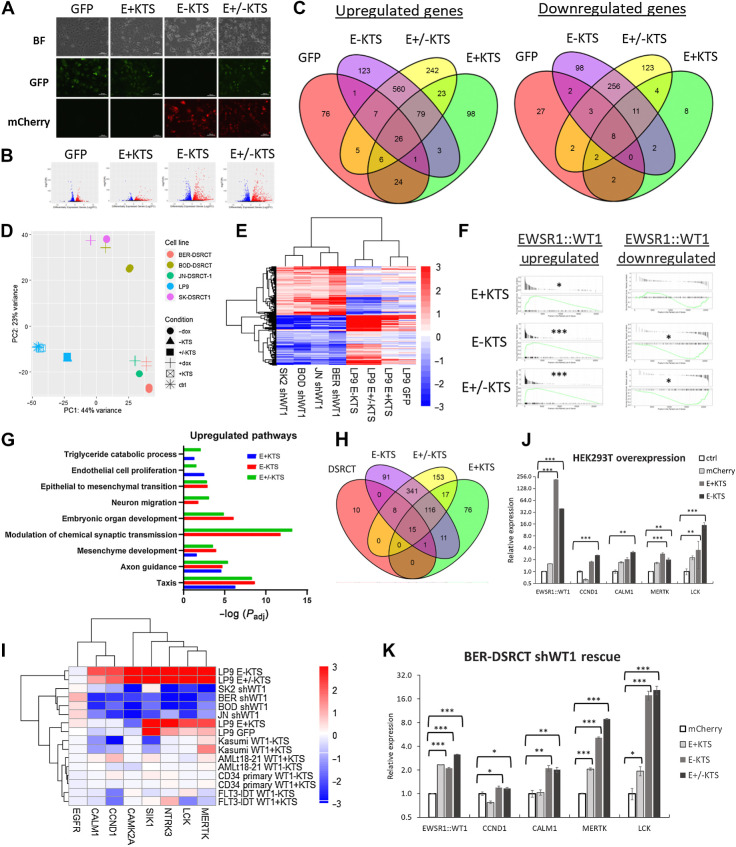 Figure 5. E-KTS isoform controls transcription alterations. A, Brightfield and fluorescent images of LP9 cells that are unaltered or transduced with GFP only, E+KTS GFP, E-KTS mCherry, or both E+KTS GFP and E-KTS mCherry. B, Volcano plots of RNA-seq data from LP9 cells with GFP, E+KTS, E-KTS, or E±KTS expression compared with nontransduced control cells (n = 2). Red, significantly upregulated; blue, significantly downregulated. FDR <0.05. C, Venn diagrams comparing genes upregulated and downregulated by expression of GFP (red), E+KTS (green), E-KTS (purple), or E±KTS (yellow) in LP9 cells. D, PCA of DSRCT or LP9 cells treated with EWSR1::WT1 knockdown by shWT1 induction or with EWSR1::WT1 isoform overexpression. E, Heatmap of log2-fold change gene expression of EWSR1::WT1 commonly upregulated and downregulated targets. F, GSEA of EWSR1::WT1 upregulated and downregulated gene sets in LP9 cells with E+KTS, E-KTS, or E±KTS overexpression (*, P < 1E−2; ***, P < 1E−8). G, Bar graph of pathways with overrepresentation of upregulated genes induced by E+KTS, E-KTS, or E±KTS expression in LP9 cells. H, Venn diagram of pathways upregulated by EWSR1::WT1 in DSRCT (red), or by E+KTS (green), E-KTS (purple), or E±KTS (yellow) in LP9 cells. I, Heatmap of log2-fold change in gene expression of druggable targets in DSRCT cells depleted of EWSR1::WT1, LP9 cells with EWSR1::WT1 isoforms overexpressed, or hematologic malignancies with WT1 isoforms overexpressed. J, RT-qPCR of EWSR1::WT1, CCND1, CALM1, MERTK, and CAMK2A in HEK293T cells with overexpression of mCherry, E+KTS, or E-KTS (n = 3). K, RT-qPCR of EWSR1::WT1, CCND1, CALM1, MERTK, and CAMK2A in BER-DSRCT shWT1 cells simultaneously treated with dox to depleted native EWSR1::WT1 and overexpressing mCherry, E+KTS, E-KTS, or both isoforms (n = 3). *, P < 0.05; **, P < 0.01; ***, P < 0.001.