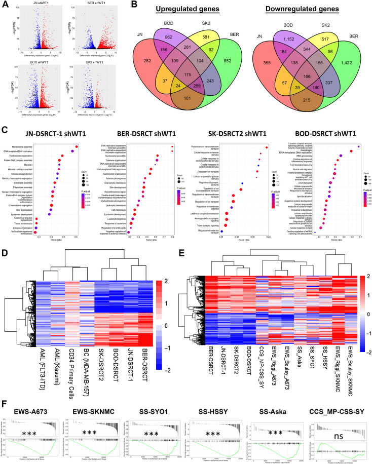 Figure 2. EWSR1::WT1 induces distinct transcriptional alterations. A, Volcano plots of RNA-seq data from dox-inducible shWT1 DSRCT cell lines treated with or without dox (n = 2). Red, significantly upregulated; blue, significantly downregulated. P < 0.05. B, Venn diagrams comparing genes upregulated and downregulated by EWSR1::WT1 in JN-DSRCT-1 (red), BER-DSRCT (green), BOD-DSRCT (purple), and SK-DSRCT2 (yellow). C, Top 15 overrepresented pathways among EWSR1::WT1 upregulated genes in each DSRCT cell line. D, Heatmap of log2-fold change in gene expression caused by (i) knockdown of EWSR1::WT1 in DSRCT cell lines or (ii) knockdown of WT1 in leukemia (Kasumi, FLT3-IDT), primary CD34 cells, or breast cancer (MDA-MB-157). E, Heatmap of log2-fold change in gene expression caused by knockdown of fusion oncoproteins in DSRCT, EWS, SS, and CCS cell lines. F, GSEA of EWSR1::WT1 downregulated genes in EWS, SS, or CCS, with their respective fusion oncoproteins depleted. ***, P < 0.001; ns, nonsignficant.