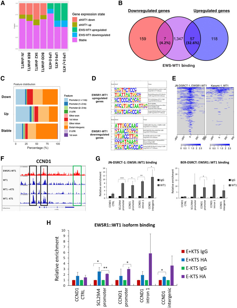 Figure 6. EWSR1::WT1 binding upregulates gene expression. A, Barplot showing the percentage of EWSR1::WT1 binding sites associated with genes that are upregulated, downregulated, or stable in response to EWSR1::WT1 knockdown in DSRCT cell lines or overexpression in LP9 cells. B, Venn diagram examining the overlap between EWSR1::WT1 bound genes (purple) and genes commonly downregulated (red) or upregulated (blue) by EWSR1::WT1. C, Bar graph showing the genomic annotation of EWSR1::WT1 binding sites associated with EWSR1::WT1-induced upregulation in at least two cell lines (up), EWSR1::WT1 induced downregulation in at least two cell lines (down), or no consistent expression alteration (stable). D, Top 5 significant HOMER motifs associated with EWSR1::WT1 bound sites that upregulate or downregulate gene expression. E, Binding profile of EWSR1::WT1 in JN-DSRCT-1 compared with WT1 in Kasumi-1 cells. F, ChIP-seq tracks of CCND1 genomic region showing binding of EWSR1::WT1 in JN-DSRCT-1 (red) or the binding of total WT1 or its isoforms in Kasumi-1 (blue). Black box indicates binding sites shared by EWSR1::WT1 and WT1, while green box indicates a EWSR1::WT1 specific binding site. G, ChIP-qPCR of IgG or anti-WT1 pulldown in JN-DSRCT-1 and BER-DSRCT (n = 3–5). H, ChIP-qPCR of IgG or anti-HA pulldown in U2OS cells overexpressing E+KTS or E-KTS (n = 2). *, P < 0.05; **, P < 0.01; ***, P < 0.001.