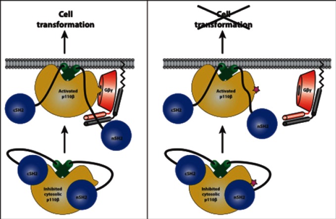 graphic file with name oncotarget-03-1485-g001.jpg