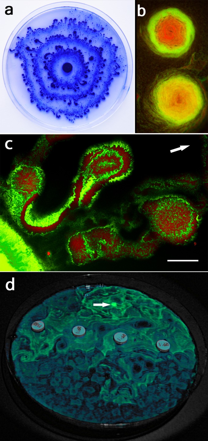 FIG 1 