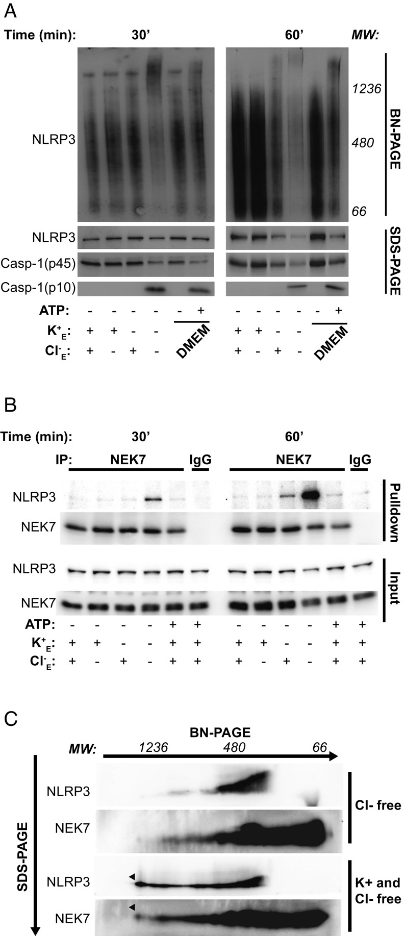 Fig. 5.