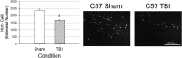 <b>FIG. 7.</b>
