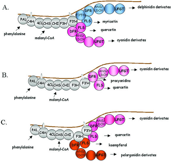 Figure 7