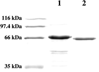 FIG. 1