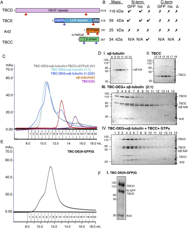 Figure 2—figure supplement 1.