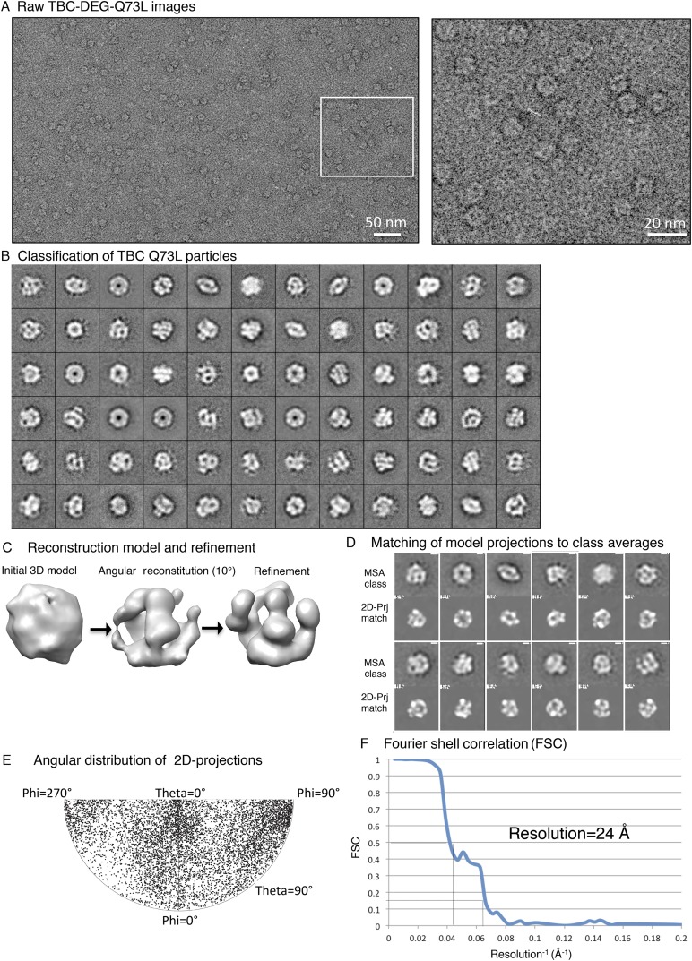 Figure 4—figure supplement 1.