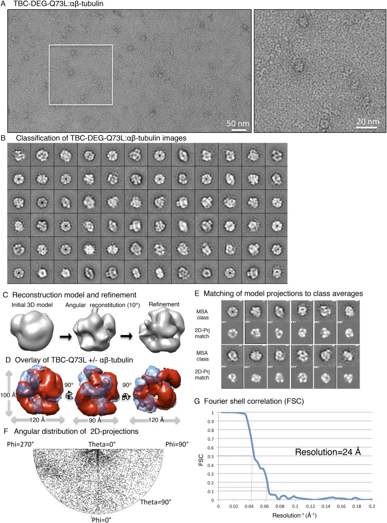 Figure 5—figure supplement 1.