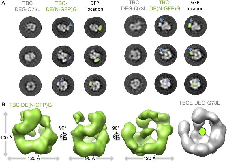 Figure 4—figure supplement 2.