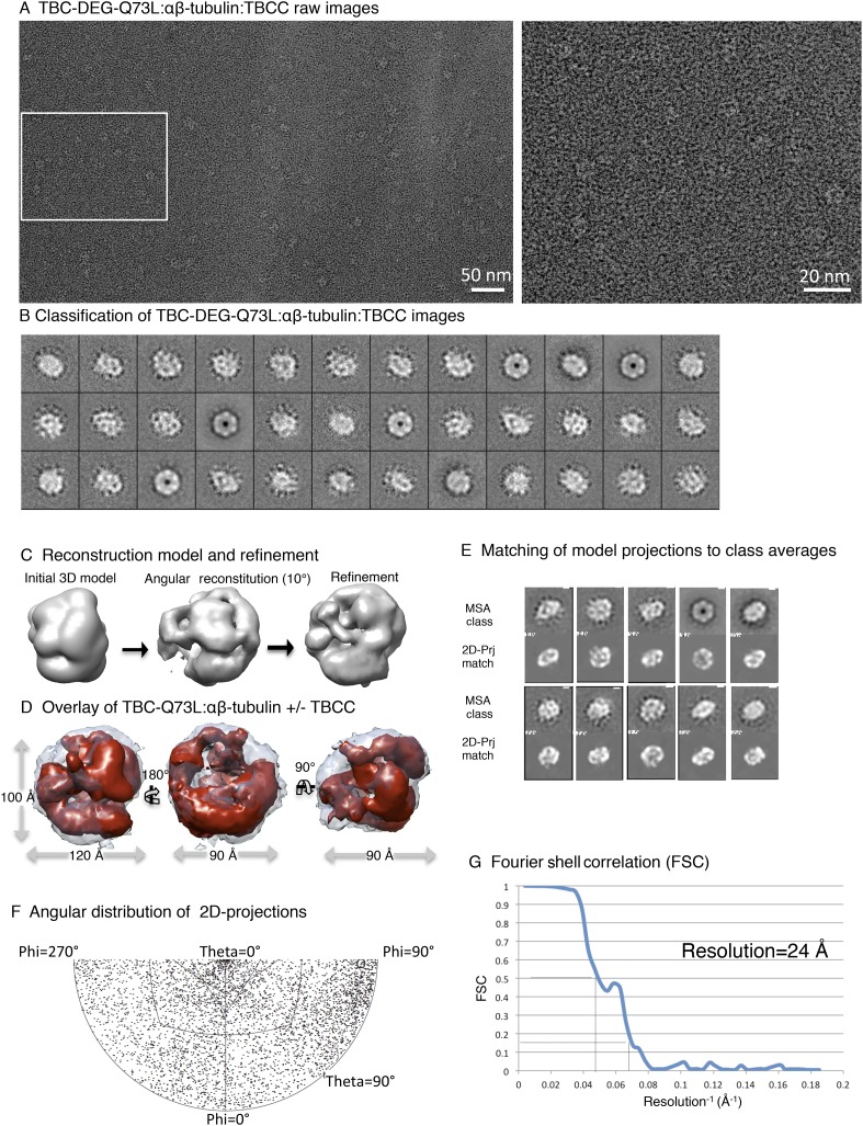 Figure 7—figure supplement 1.