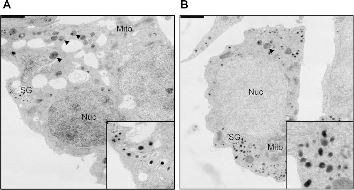 Figure 5