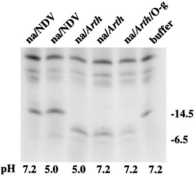 FIG. 6