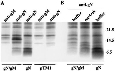 FIG. 7