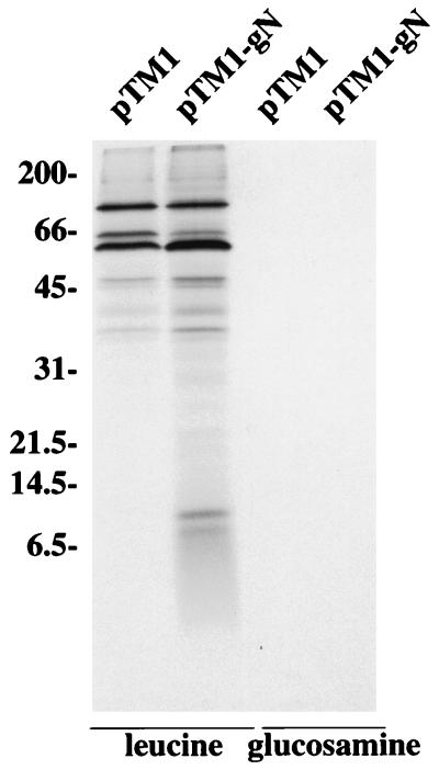 FIG. 1