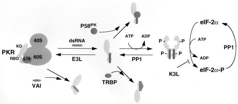 FIG. 7