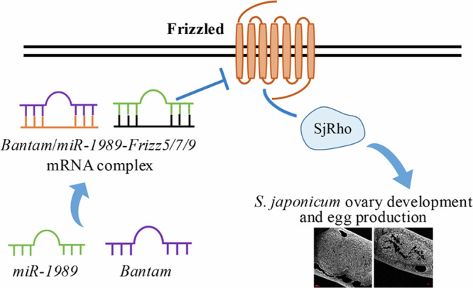 Fig. 9