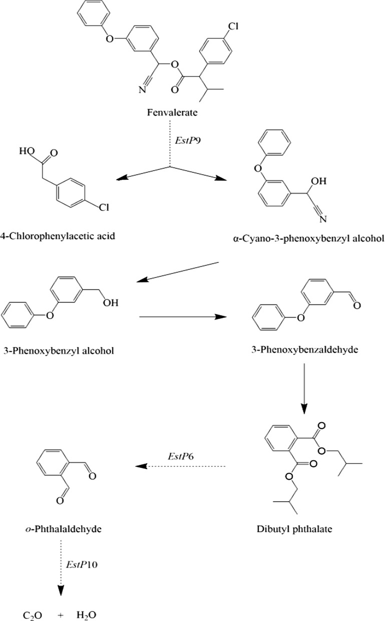 Fig. 7