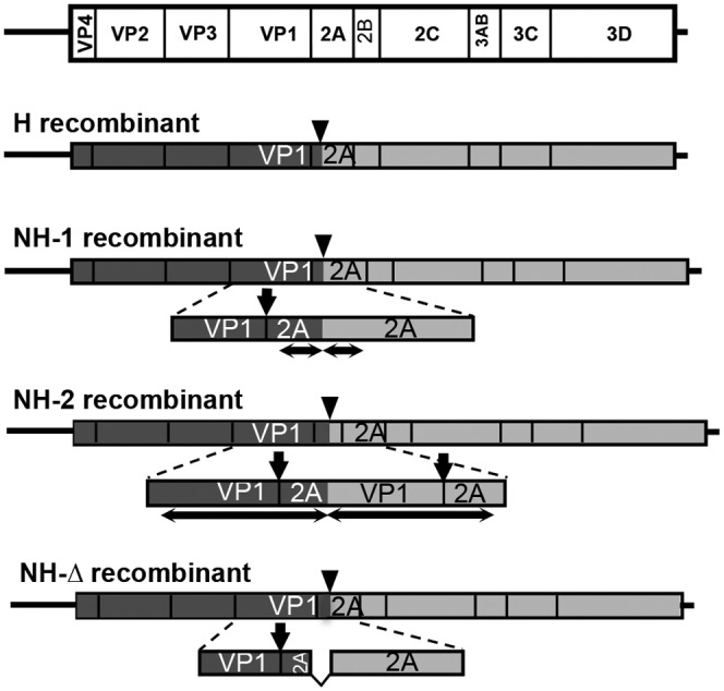 FIG 2 