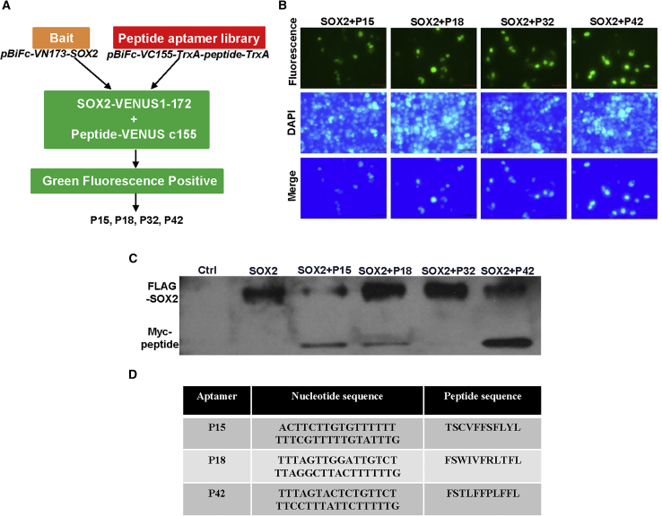 Figure 2