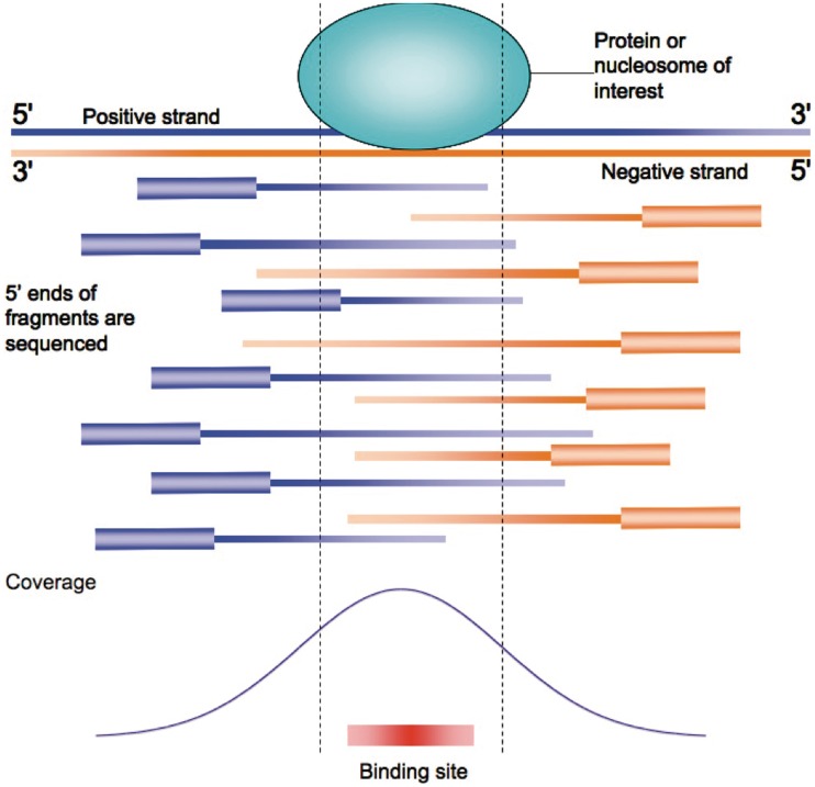 Figure 2: