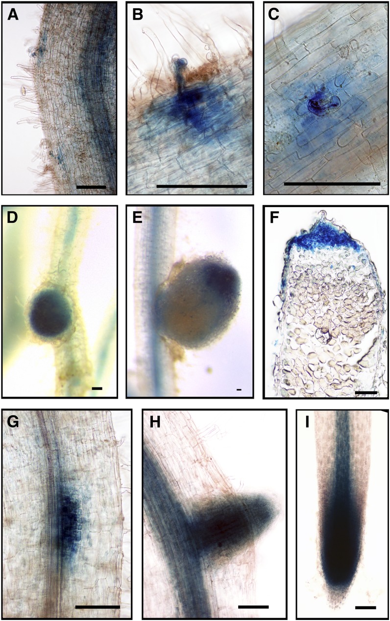 Figure 9.